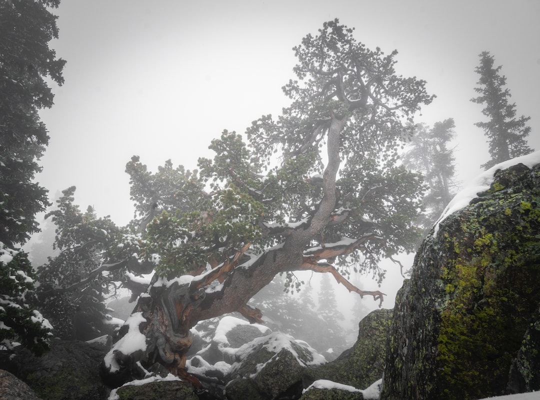 Experience the art of bonsai